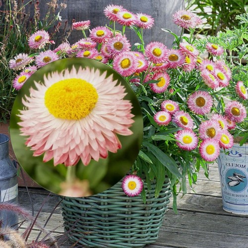 Bracteantha SUNBRELLA 'Pink' - Õlelill SUNBRELLA 'Pink' P9/0,55L